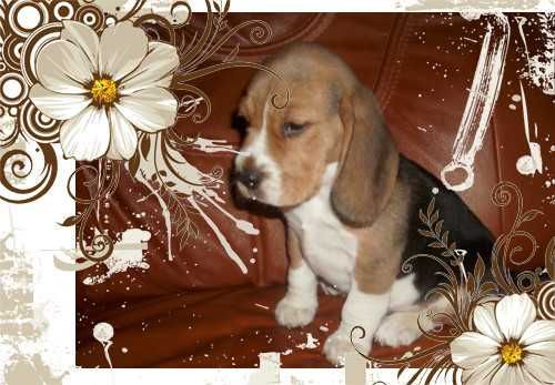 Beagl szczeniak rezerwacja