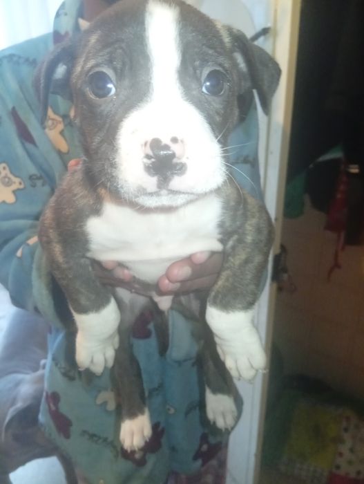 Companheiros de 4  patas