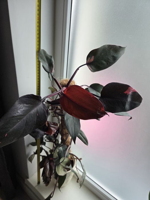 Philodendron Pink Princess olbrzym 75cm filodendron roślina doniczkowa
