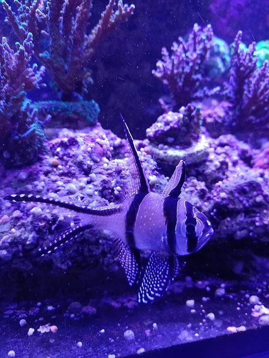 Pterapogon kauderni - samica