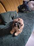 Suczka Shih-Tzu .