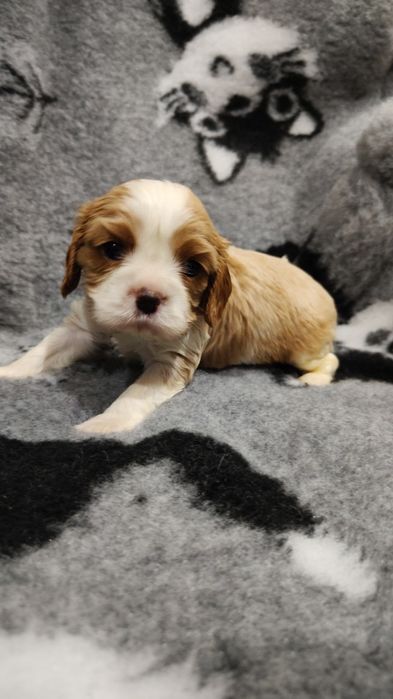 Cavalier king charles spaniel pies