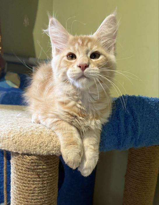 Хлопчик, майже 3 місяці, привеземо до вас додому