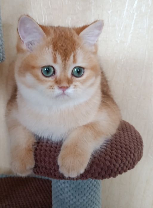 Британский котик с изумрудными глазами котята Киев