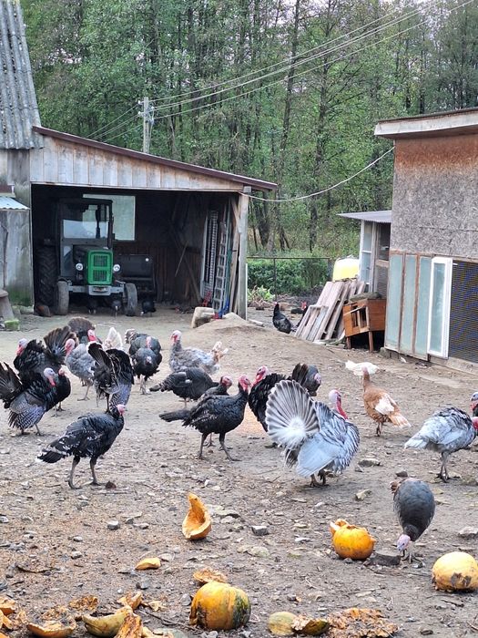 Indyki kanadyjskie lawendowe czerwone