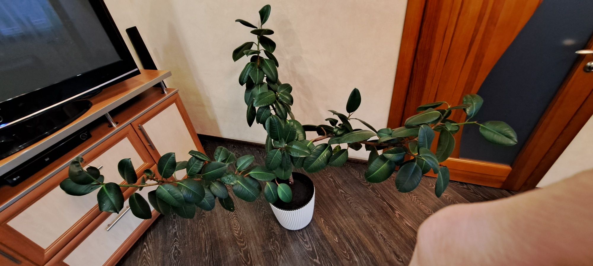 Фікус каучуковий