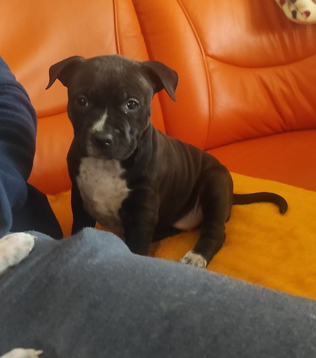 Amstaff rodowodowy blu