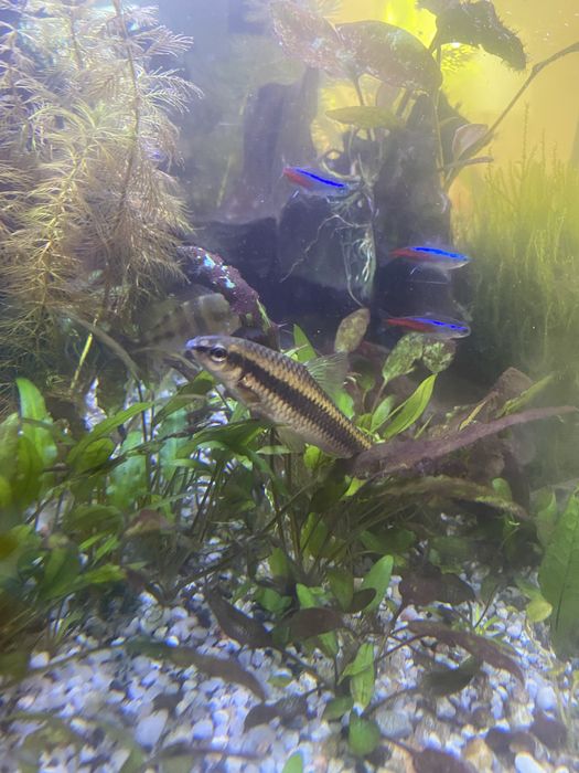 Oddam kosiarkę rybę, w dobre ręce