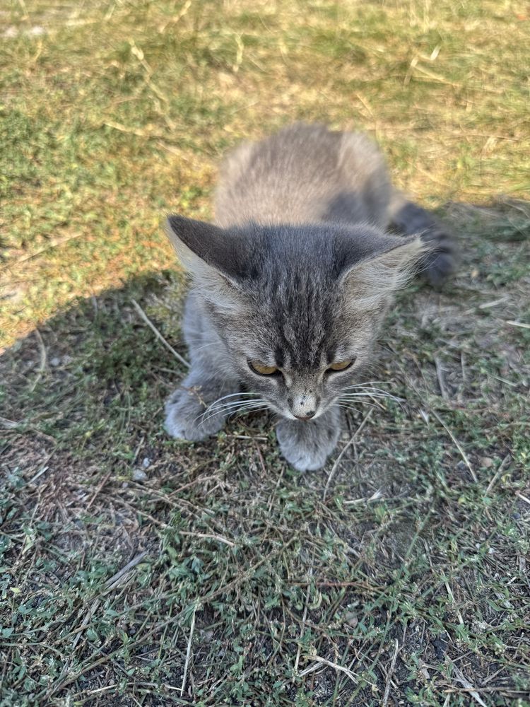 Котик безкоштовно