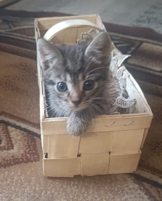 Kocurek do adopcji ogłoszenie prywatne