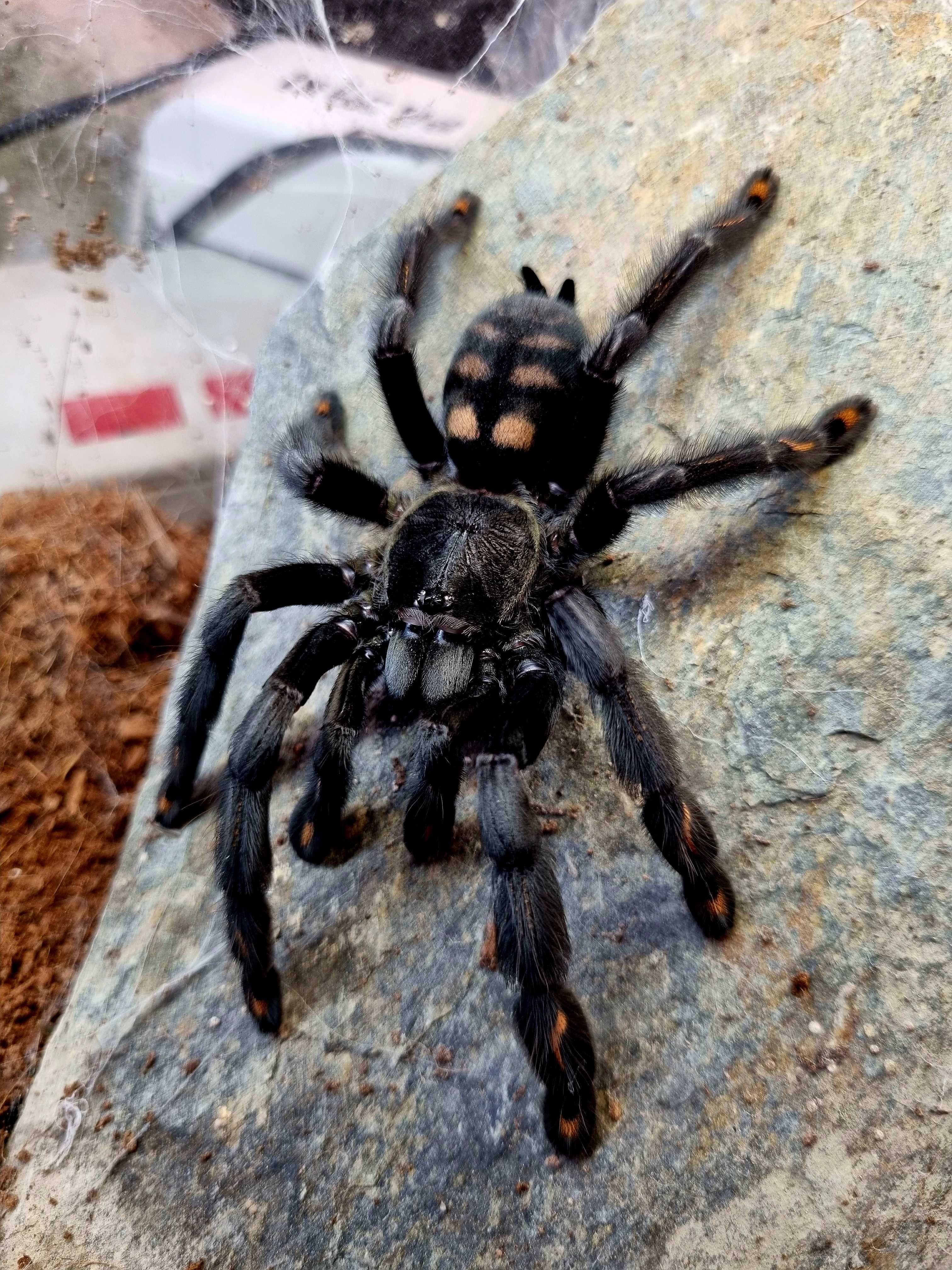 Ptasznik Psalmopoeus irminia samica | pająk | Petmarket