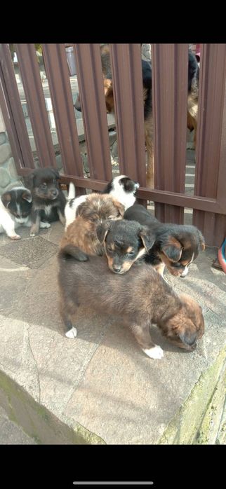 Віддам цуциків безкоштовно