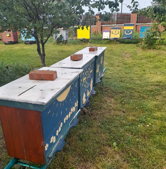 Бджолосімя, пасіка, бджоли, вулики, рої