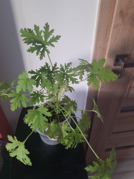 Geranium. Anginka. Roślina doniczkowa o właściwościach leczniczych