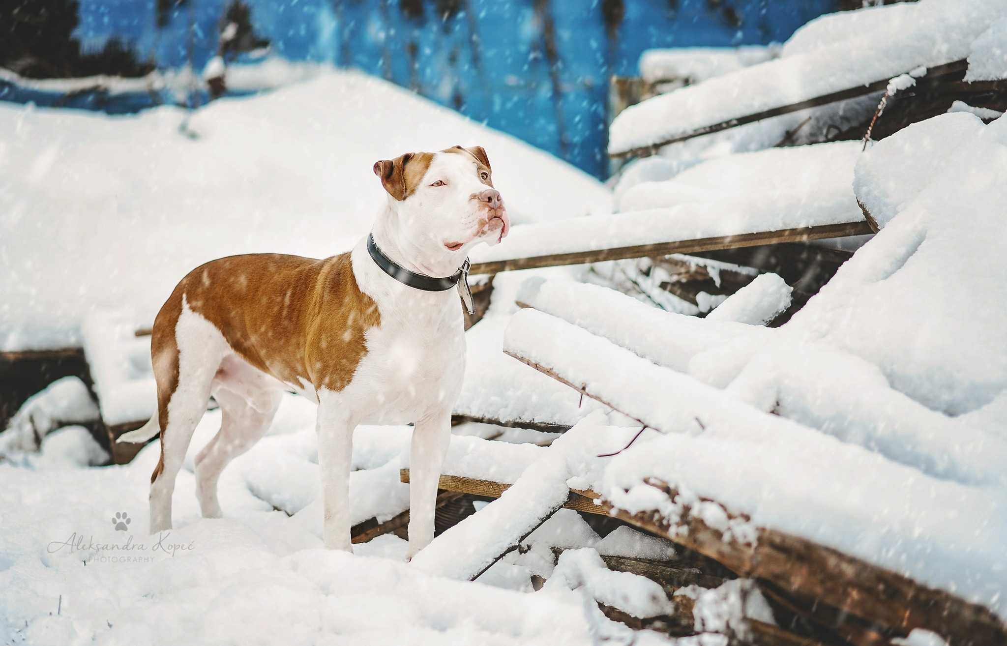 Młody amstaff Rabul - Amerykański Staffordshire terrier