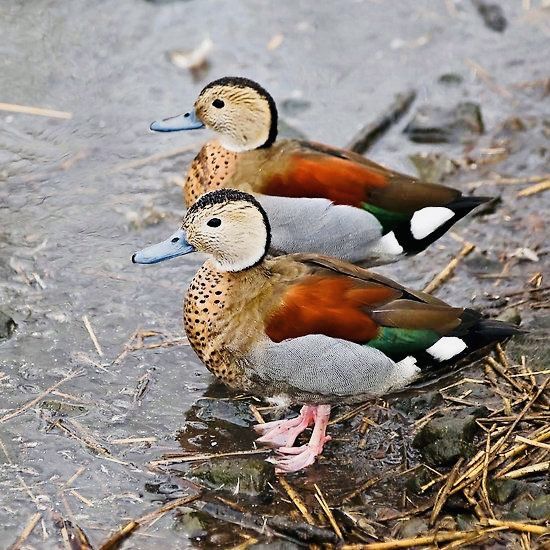 Patos ornamentais/mandarim/ carolino.