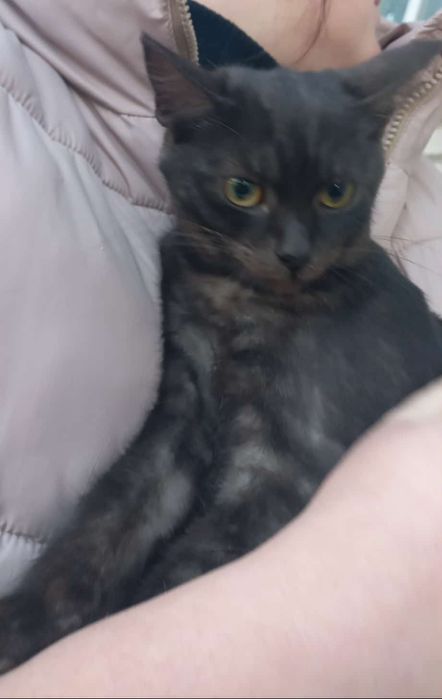 Кошечка в добрі руки