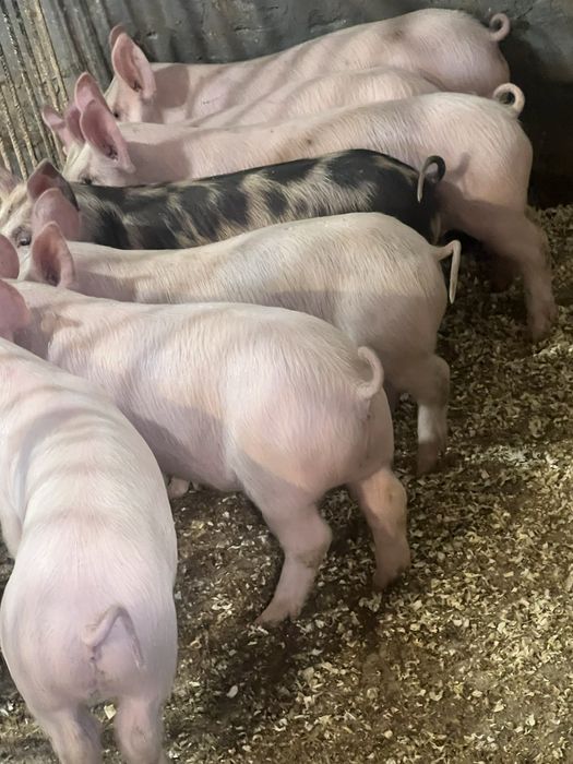 Продаються поросята