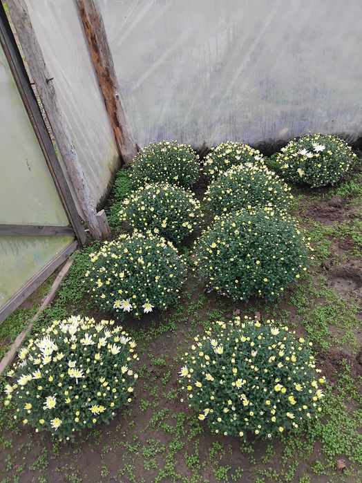 Sprzedam chryzantem drobnokwiatowe