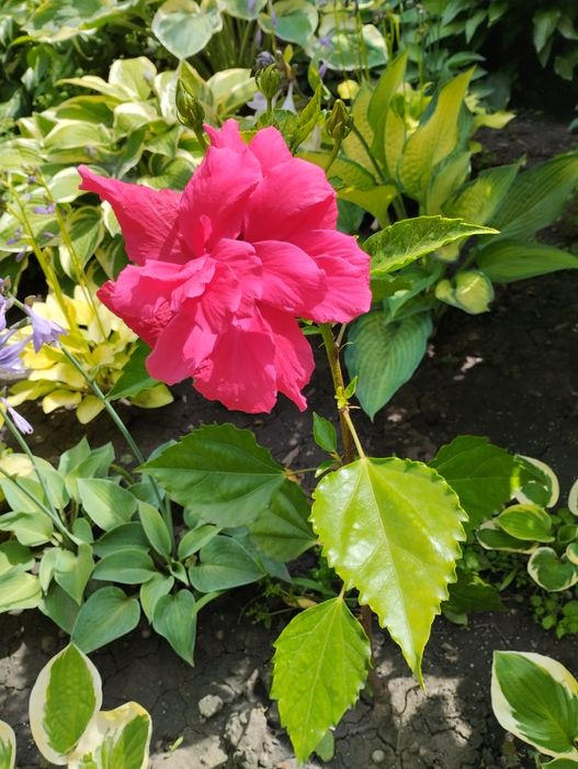 Гибискусы  комнатные