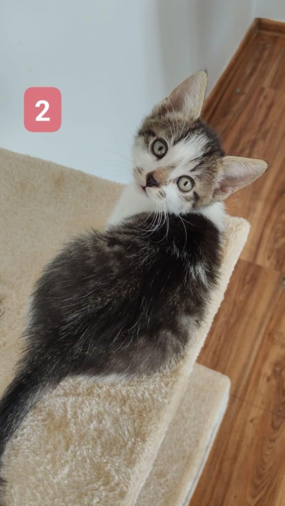 3 znalezione kociaki szukają kochających domów!