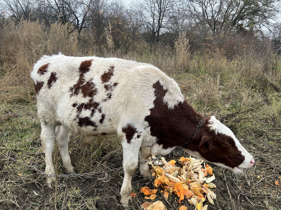 Продам быка живым весом