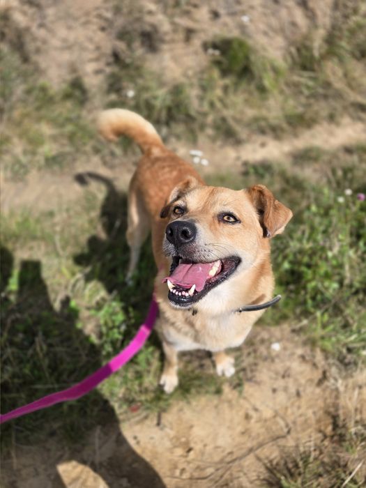 Labi z charakteru jak Labrador