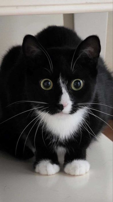 Котик Мартин шукає дім