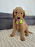 Goldendoodle f1 standard red red-brown