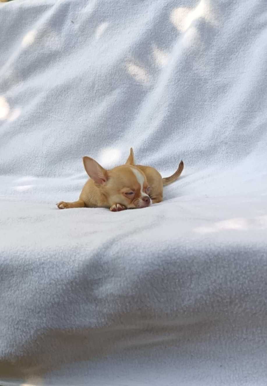 Chihuahua suczka
