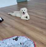 Golden Retriever Piesek gotowy do odbioru