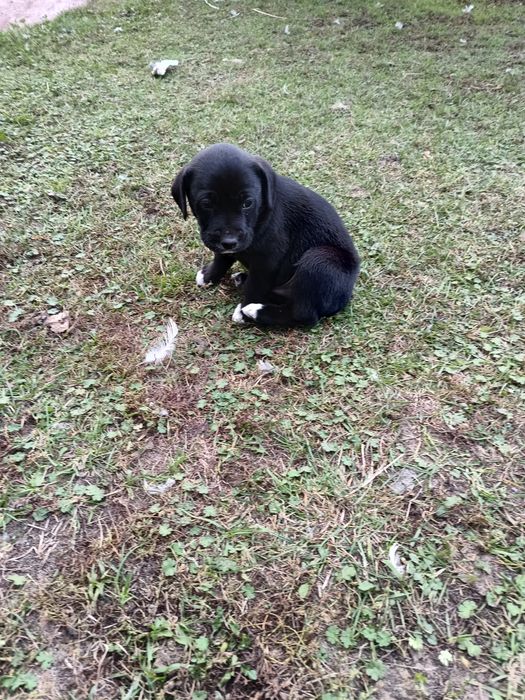 Oddam pieski- suczki   w dobre ręce