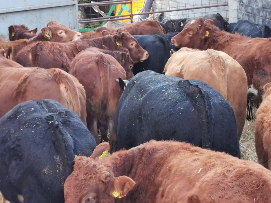 Odsadki opasowka limuse