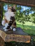 Kocięta Maine Coon 14-tygodniowe