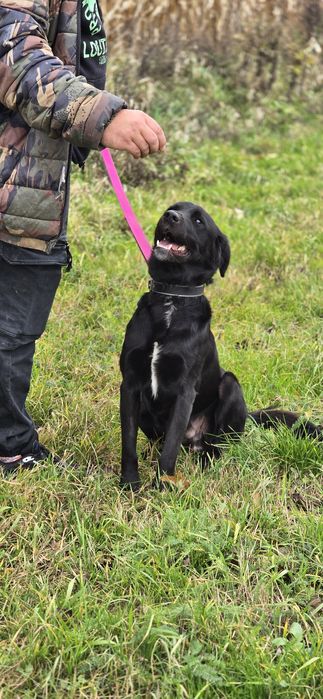 Labubu w typie Labradora