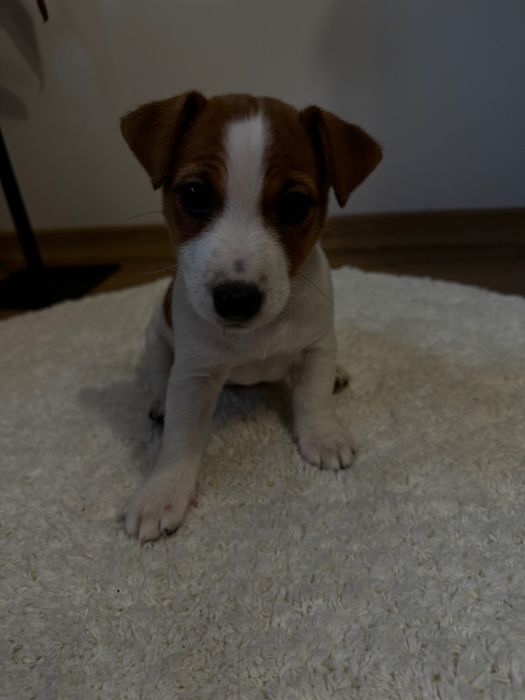 Готуються до продажу цуценята Джек рассела