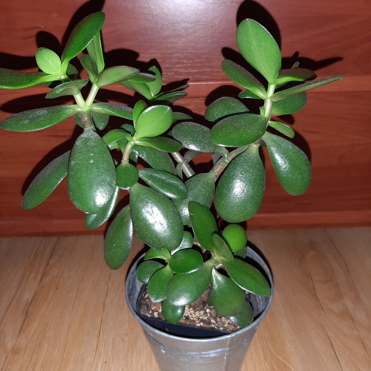 Grubosz, crassula