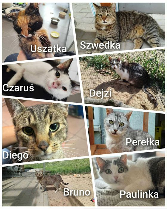 Dorosłe koty do adopcji kocur kotka adopcja schronisko