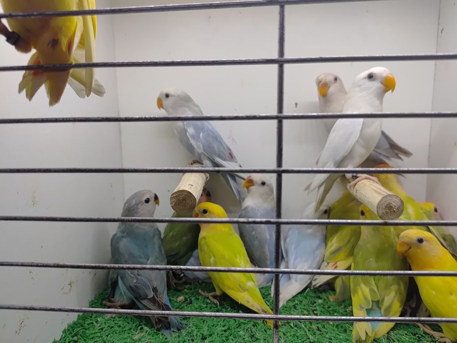 Papugi - papużki nierozłączki czerwonoczelne - młode 2025