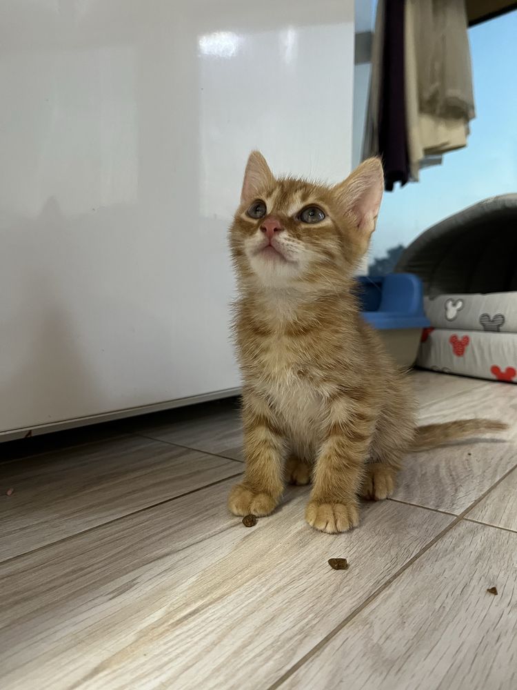 Віддам кошенят в хороші руки