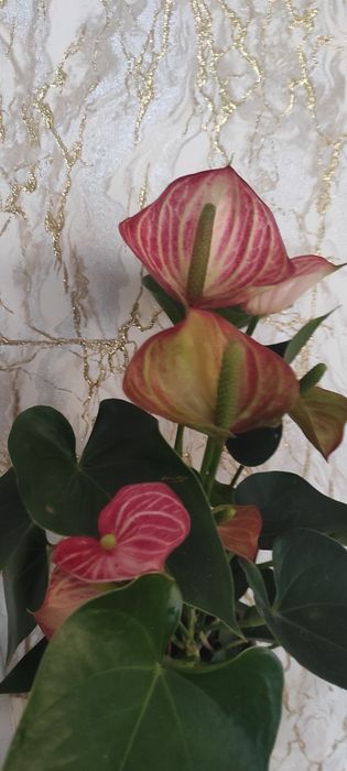 Продам Антуріум Livium