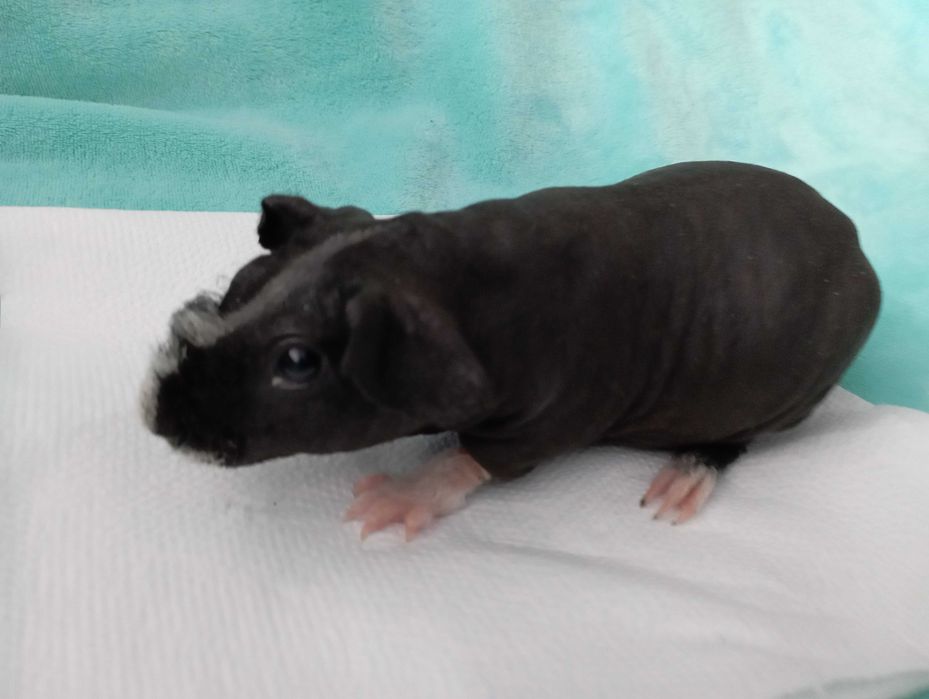 Piękna świnka skinny , śliczna czerń ! Cavia domowa. Łysa świnka .