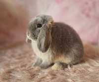 Lilac otter mini lop. Piękna samiczka 100% rasowa, legalna Hodowla