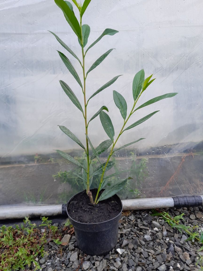 Laurowisnia w doniczce 40-60cm