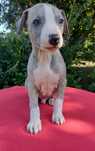 Whippet rodowód ZKwP/FCI