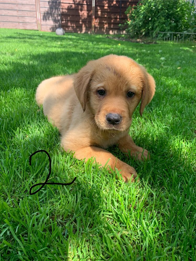 Labrador Retriever szczeniak