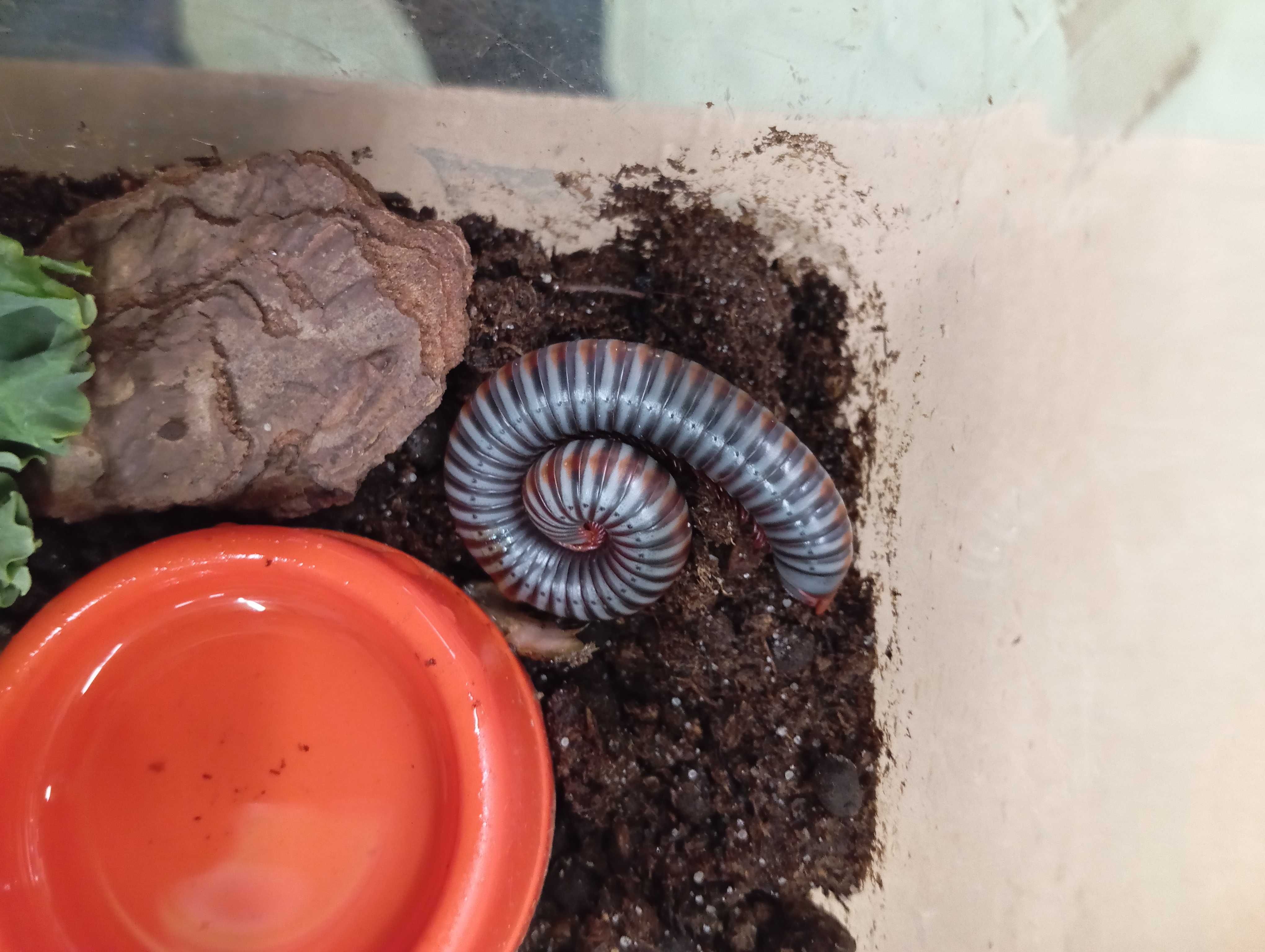 Krocionóg Atopochetus caudulanus