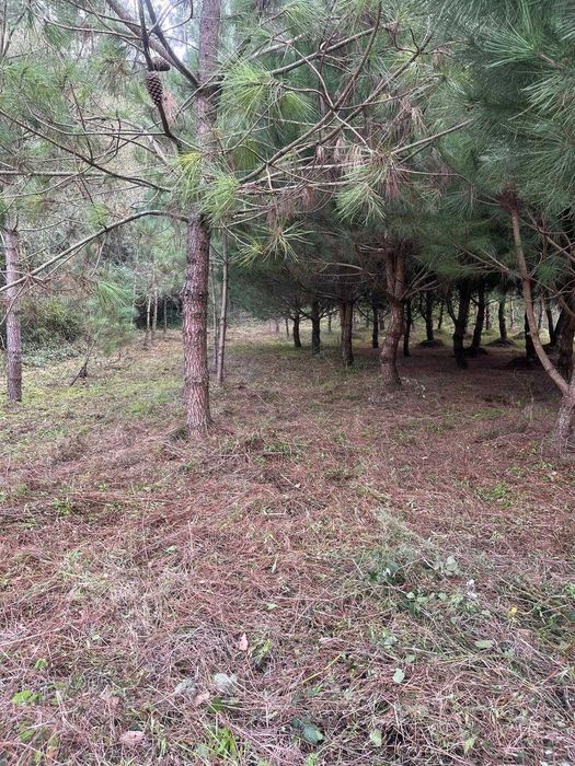 Arrendo Terreno para cultivo e lazer