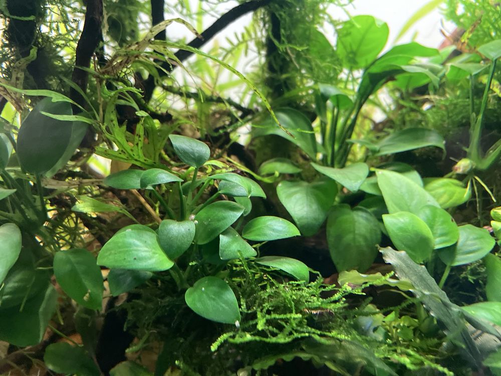Anubias nana sadzonka