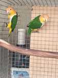 Marianinhas cabeça preta e laranja